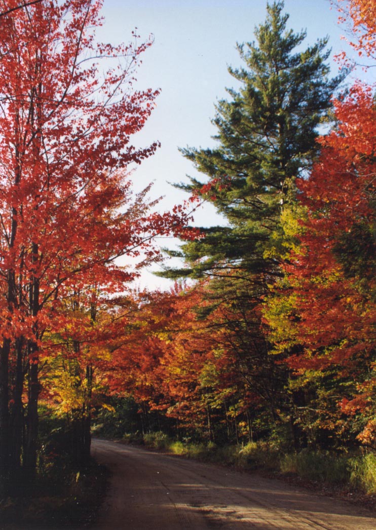 ADIRONDACK FOREST