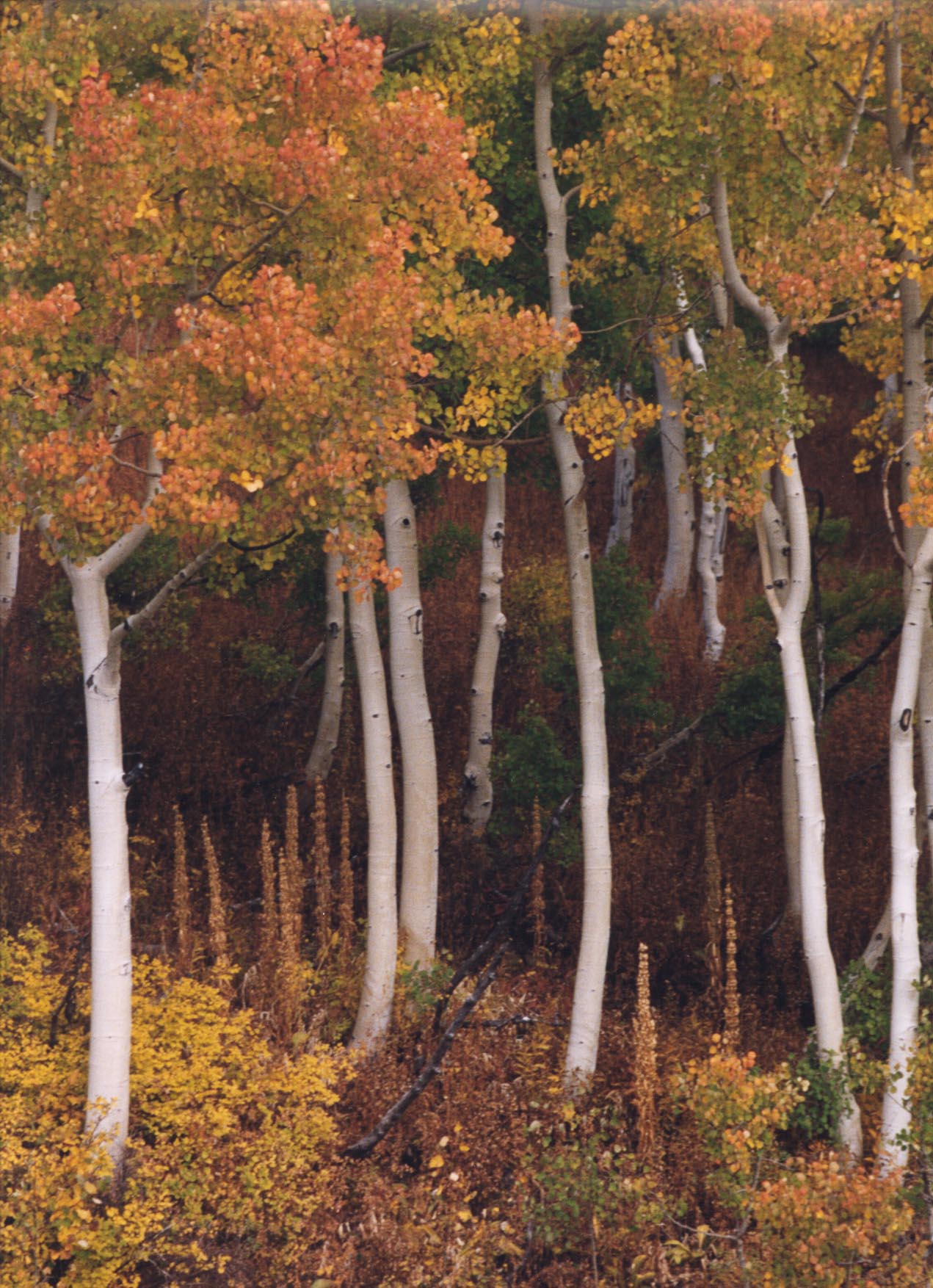 FALL MOUNTAIN FOREST