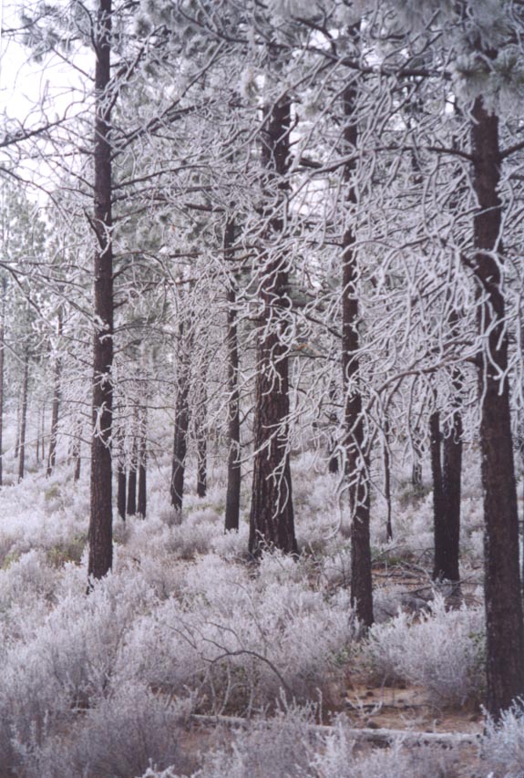 WINTER FOREST UTAH AND OREGON