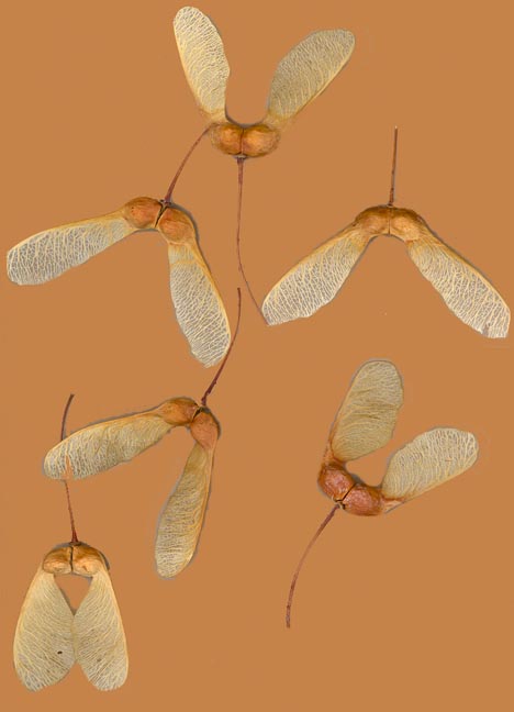  MAPLE SEED PODS