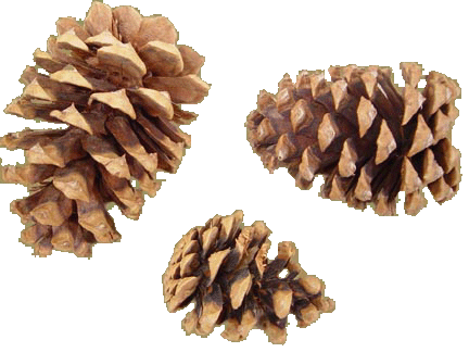 PINECONES