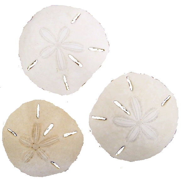 SAND DOLLAR