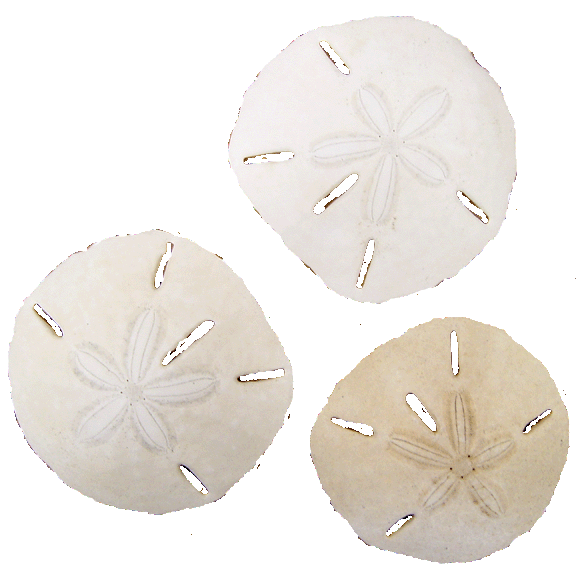 SAND DOLLAR