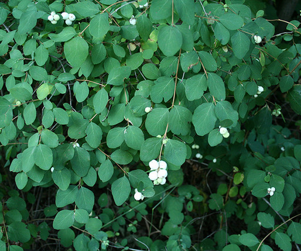 SNOWBERRY BUSH