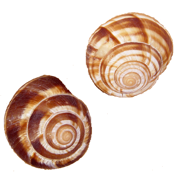 SNAIL